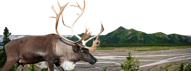 Caribou in nature