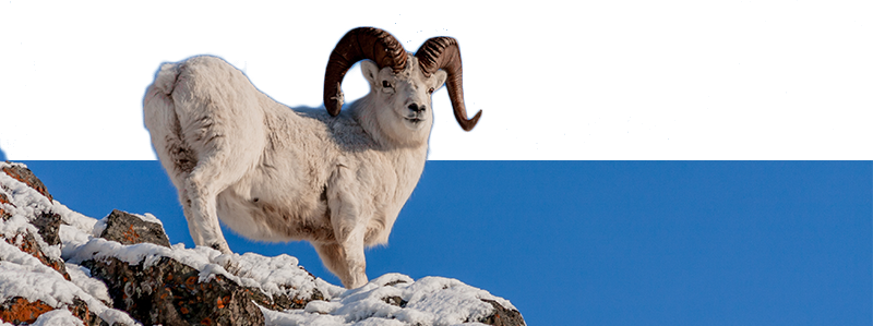 Dall Sheep in nature