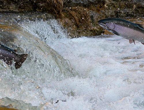 The Top 16 Most Popular Fish in Alaska to Catch & Eat