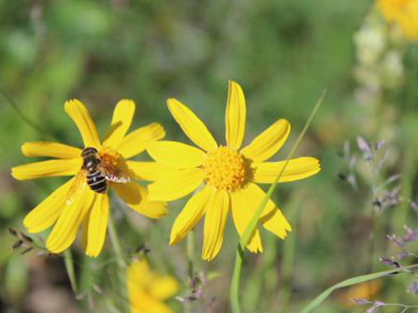 Beaver Springs Nature Trail - bee on daisy